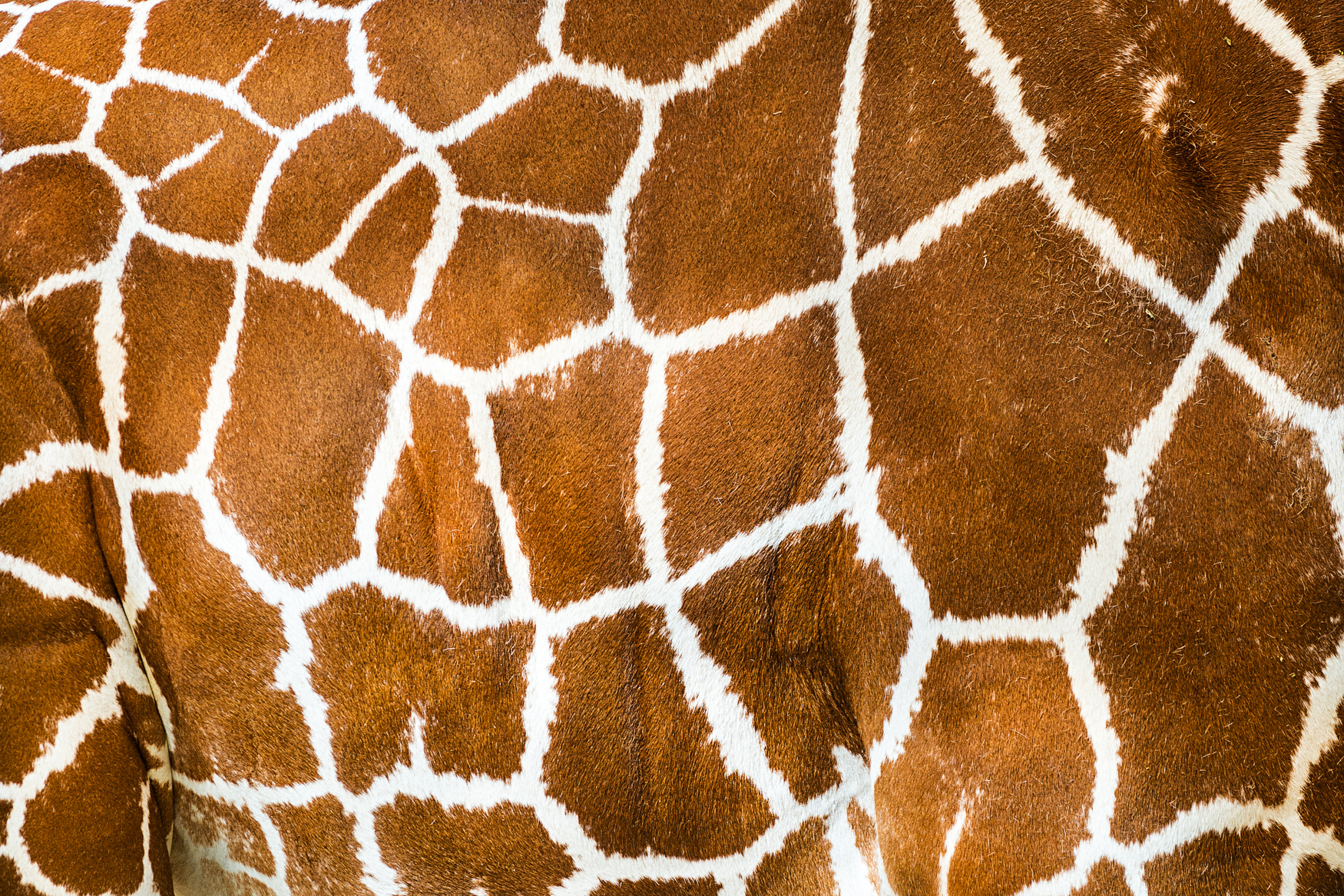 Giraffe print